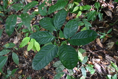 Amorphophallus