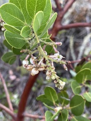 Arctostaphylos insularis