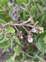 Arctostaphylos insularis