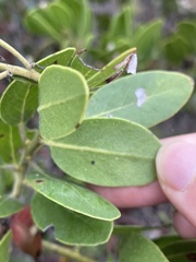 Arctostaphylos insularis