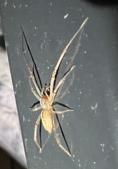 Cheiracanthium gracile