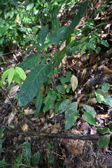 Amorphophallus