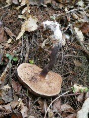 Tylopilus formosus