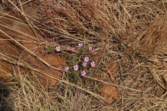 Jamesbrittenia aurantiaca