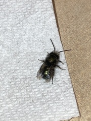 Osmia
