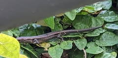 Lampropholis delicata