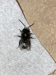 Osmia