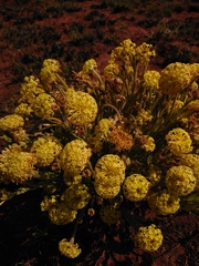 Lasiosiphon kraussianus kraussianus