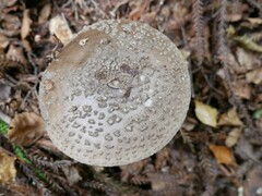 Amanita nothofagi