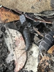 Allacrotelsa spinulata