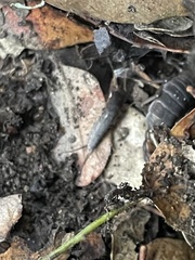 Allacrotelsa spinulata