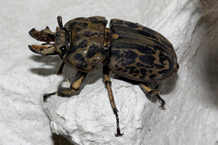 Ryssonotus nebulosus