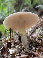 Amanita nothofagi