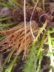Banksia dallanneyi