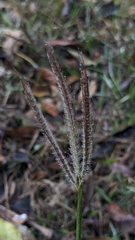 Dichanthium annulatum