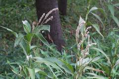 Persicaria attenuata