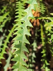 Banksia dallanneyi