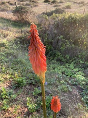 Kniphofia