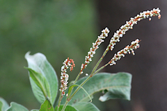 Persicaria attenuata