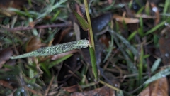 Dichanthium annulatum