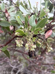 Arctostaphylos insularis