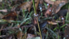 Dichanthium annulatum