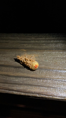 Calostoma lutescens