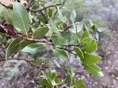 Arctostaphylos insularis