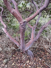Arctostaphylos insularis