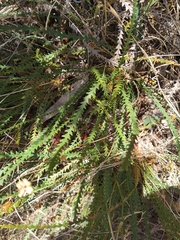 Banksia dallanneyi