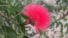 Calliandra haematocephala