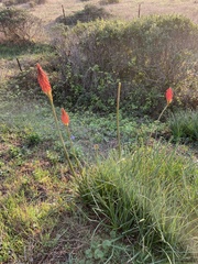 Kniphofia