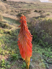 Kniphofia