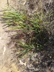 Banksia dallanneyi