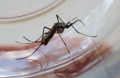 Toxorhynchites speciosus