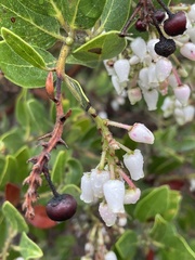 Arctostaphylos insularis