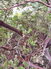 Arctostaphylos insularis