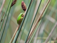Litoria olongburensis