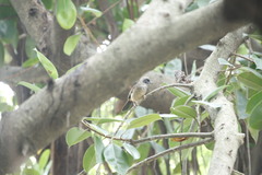 Pterorhinus perspicillatus