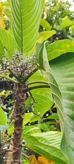 Dendrocnide meyeniana