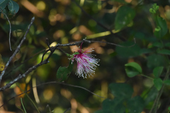 Sonneratia caseolaris