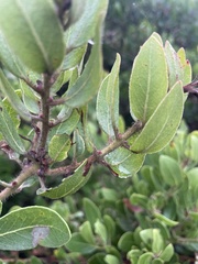 Arctostaphylos insularis