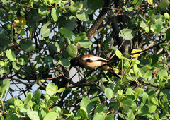 Dendrocitta vagabunda