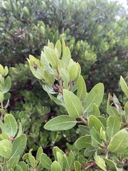 Arctostaphylos insularis