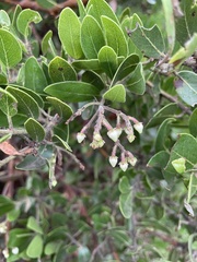 Arctostaphylos insularis