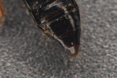Bledius