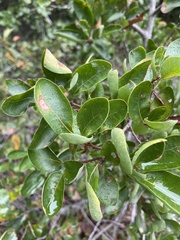Quercus pacifica