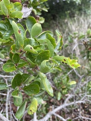 Quercus pacifica