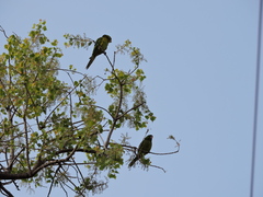 Psittacara holochlorus