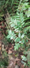 Ventilago elegans